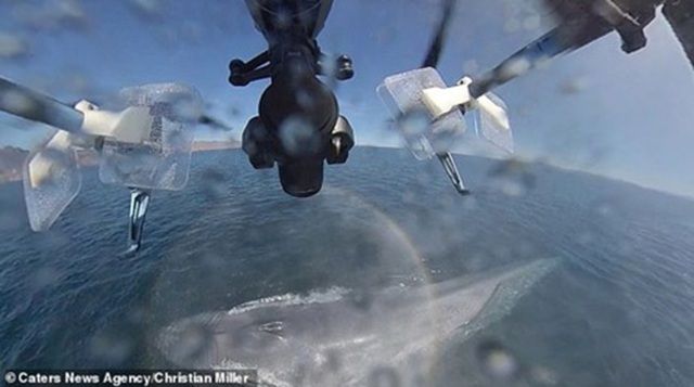 ca voi xanh hat hoi chao dao ca may bay khong nguoi lai