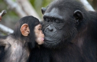 Nhiếp ảnh gia người Nga với những bức ảnh động vật hoang dã đẹp và đầy xúc động