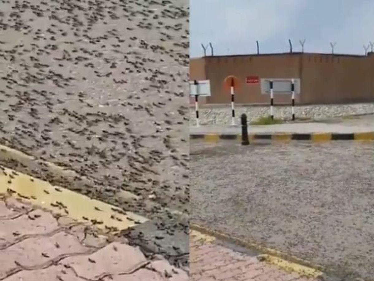 bay chau chau hang trieu con xam chiem duong pho