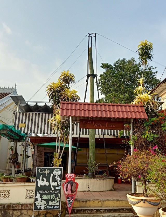 Cây xương rồng to như cột điện, cao hơn tòa nhà 2 tầng