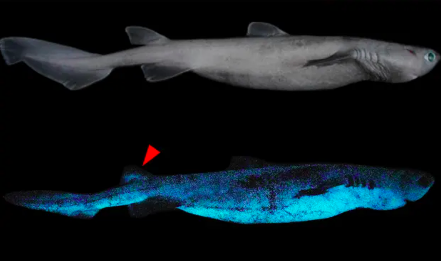New Zealand: Phát hiện cá mập phát sáng khổng lồ