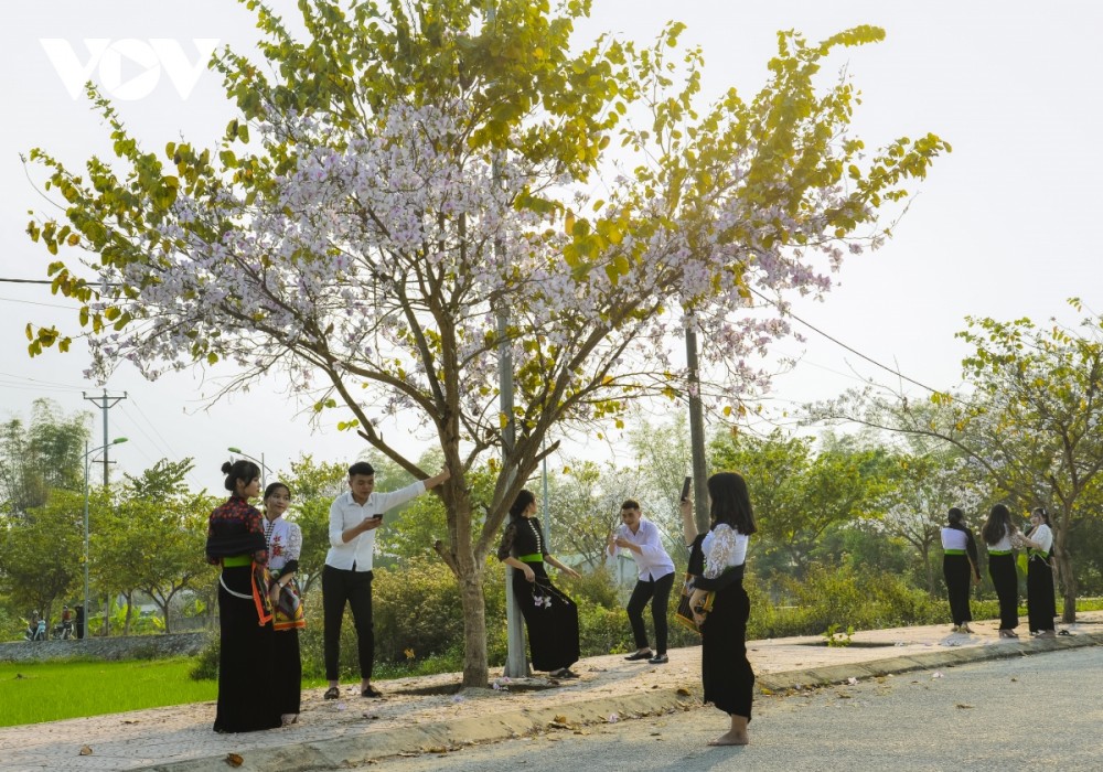 Ngắm hoa ban nở trắng núi rừng Điện Biên
