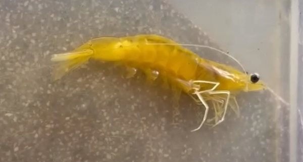 Sóc Trăng: Bắt được 1 con tôm màu vàng cực hiếm Sóc Trăng: Bắt được 1 con tôm màu vàng cực hiếm