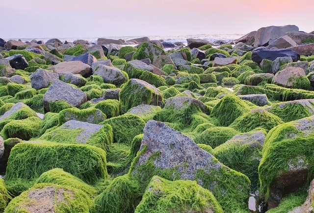 Du khách đổ xô check-in bãi đá rêu xanh đẹp nhất Phú Yên
