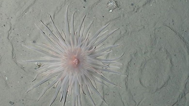 Sinh vật lạ dưới đáy biển Nam Cực lộ ra sau 50 năm bị băng bao phủ