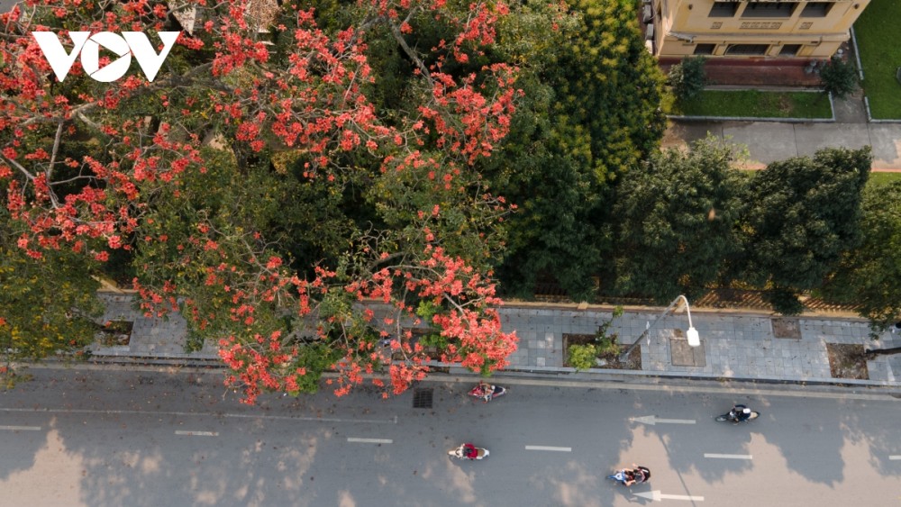 Hà Nội rực rỡ mùa hoa gạo thắp lửa