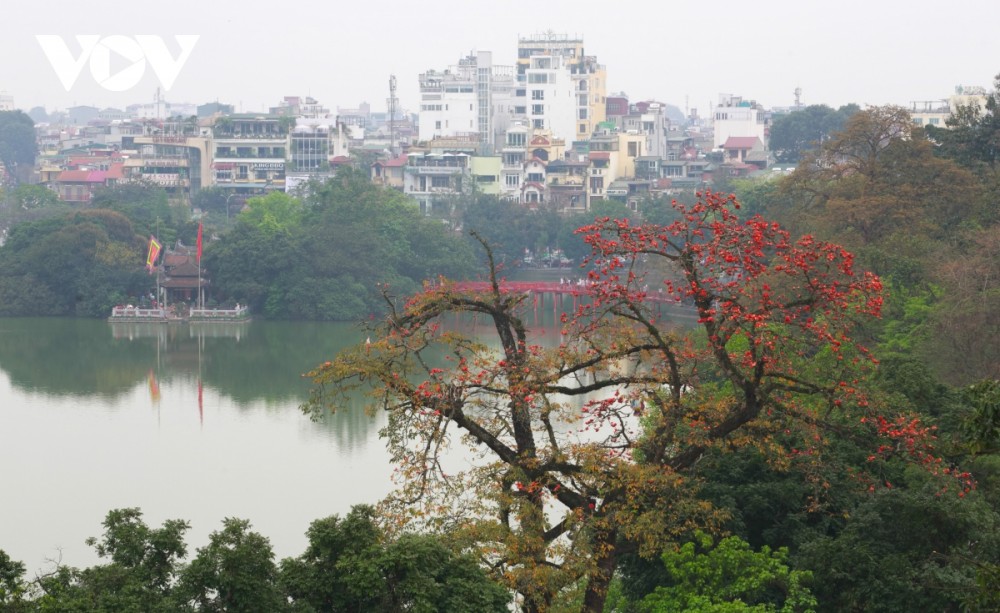 Hà Nội rực rỡ mùa hoa gạo thắp lửa