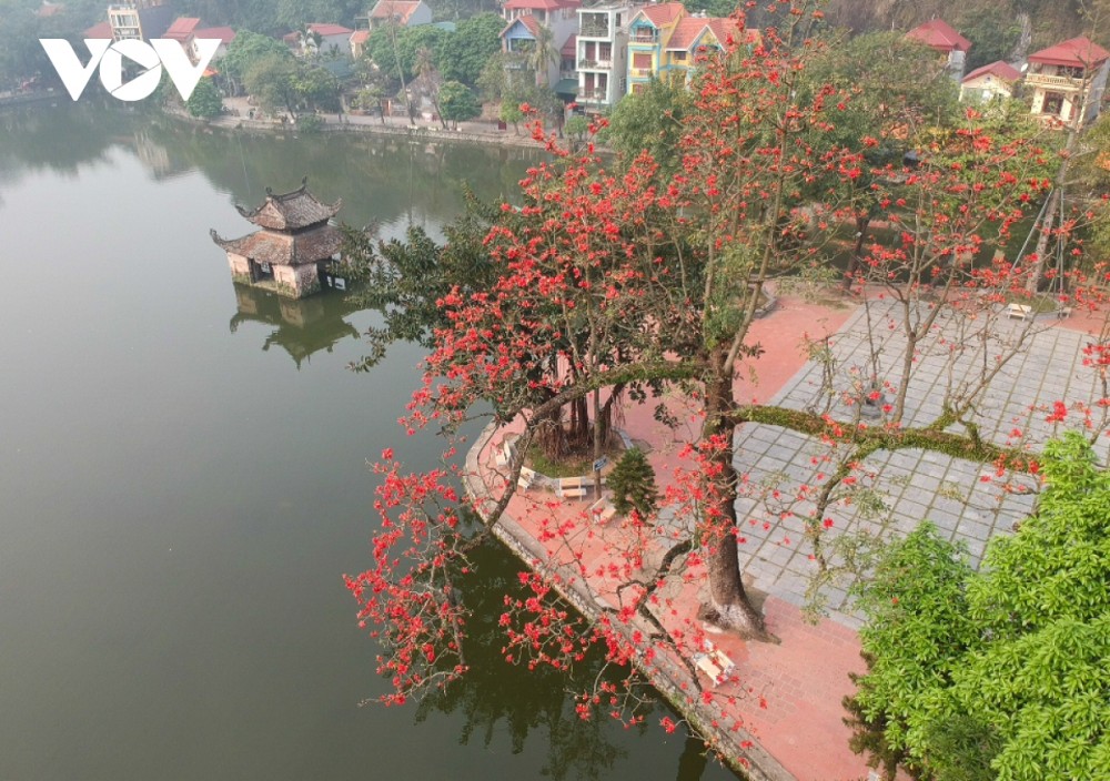 Hà Nội rực rỡ mùa hoa gạo thắp lửa