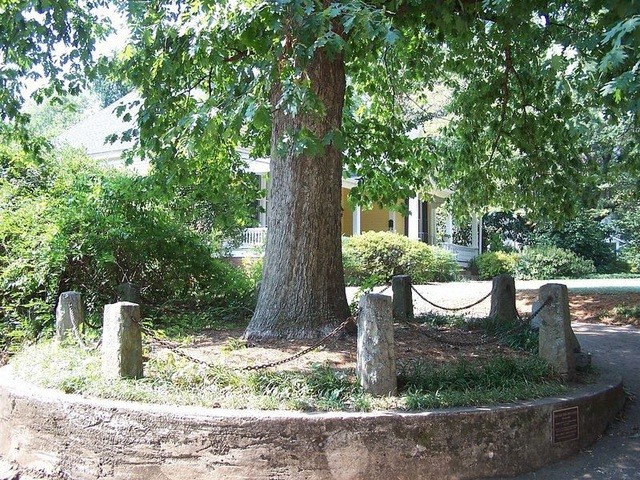 Mỹ: Cây cổ thụ duy nhất thế giới có quyền sở hữu chính mình và đất xung quanh Mỹ: Cây cổ thụ duy nhất thế giới có quyền sở hữu chính mình và đất xung quanh