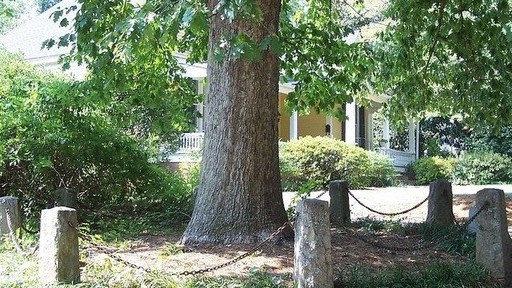 Mỹ: Cây cổ thụ duy nhất trên thế giới có quyền sở hữu chính mình