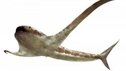 Mexico: Phát hiện hóa thạch loài cá mập cổ đại có ngoại hình kỳ dị
