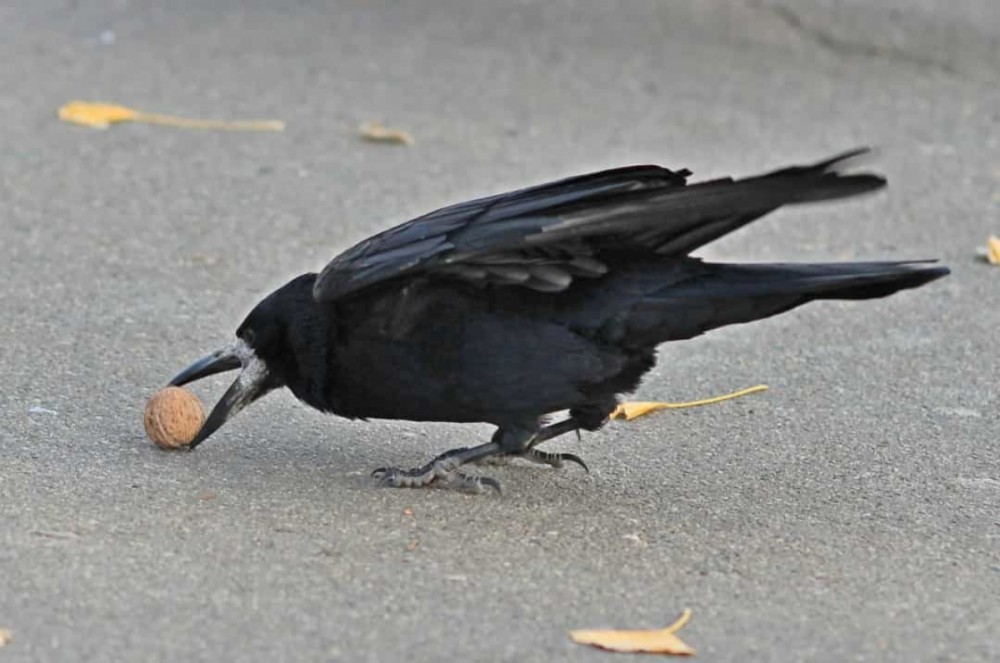Những sự thật thú vị, bất ngờ và đáng yêu về các loài động vật