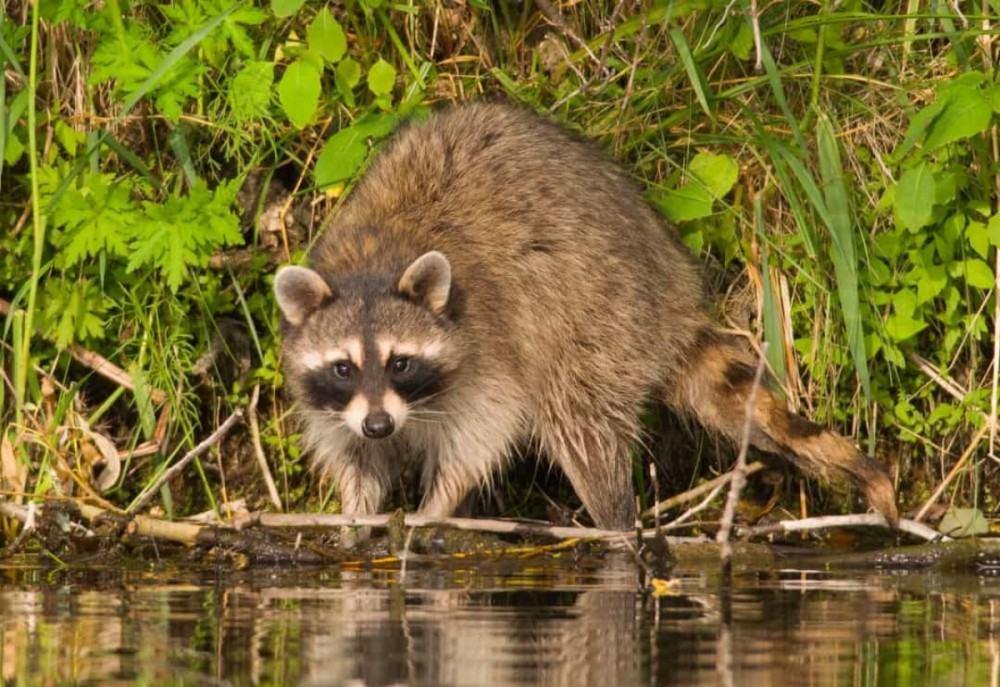 Những sự thật thú vị, bất ngờ và đáng yêu về các loài động vật