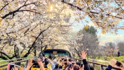Trải nghiệm ngắm hoa anh đào Nhật Bản bằng xe bus mui trần ở Tokyo