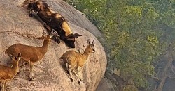 Linh dương khéo léo di chuyển trên vách đá thoát khỏi bầy chó hoang dung dữ