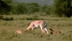 Linh dương không những thoát nạn mà còn khiến báo săn phải trả giá đắt