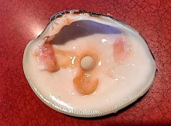 Mỹ: Cặp vợ chồng phát hiện viên ngọc trai đắt giá trong món khai vị