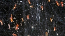 Loài nhện kỳ lạ, sống theo bầy đàn, 50.000 con trên cùng tấm mạng
