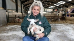 Anh: Cừu đột biến 5 chân hiếm gặp sống sót khỏe mạnh sau nửa tháng chào đời