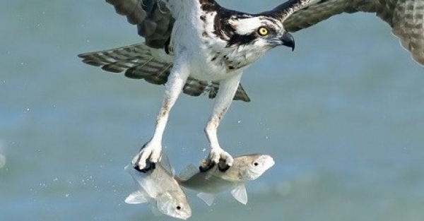 Sea falcon’s skillful catching ability