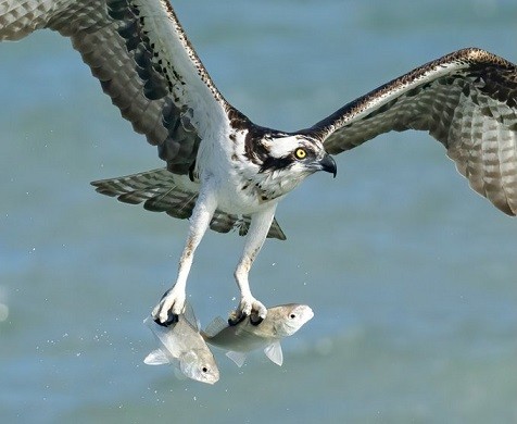 Sea falcon's 'skillful' ability to catch fish