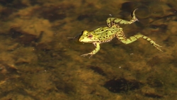 American scientists experimented with how to help frogs regrow their legs after being cut off
