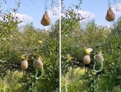Bảo vệ các con non, đàn chim thợ dệt chống trả lại rắn độc