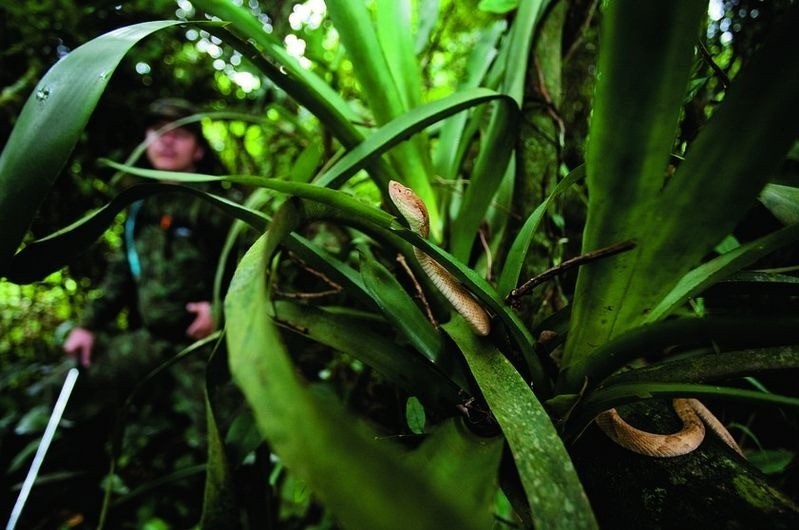 Brazil: Tìm hiểu đảo rắn độc - nơi con người không được phép đặt chân