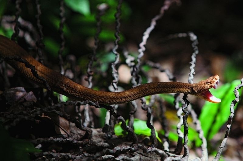 Brazil: Tìm hiểu đảo rắn độc - nơi con người không được phép đặt chân