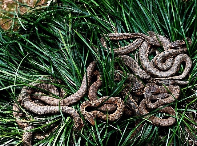 Brazil: Tìm hiểu đảo rắn độc - nơi con người không được phép đặt chân