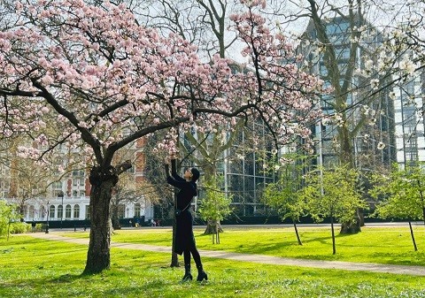 Hoa hậu Hà Kiều Anh ngắm hoa anh đào nở muộn ở London