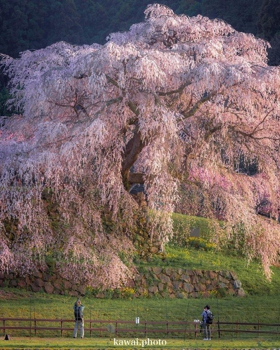 Matabei là một trong những cây hoa anh đào 'khổng lồ' nổi tiếng nhất Nhật Bản, mỗi năm thu hút khoảng 50.000-60.000 người thưởng hoa vào mùa xuân. Cây hơn 300 năm tuổi, được trồng từ thời kỳ Sengoku, ở tỉnh Nara, cách cố đô Kyoto khoảng 80 km. Ảnh: Instagram kawai.photo