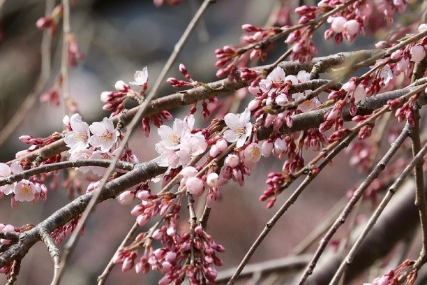 Nhật Bản: Cây hoa anh đào cổ nở rộ đẹp như cổ tích giữa núi rừng