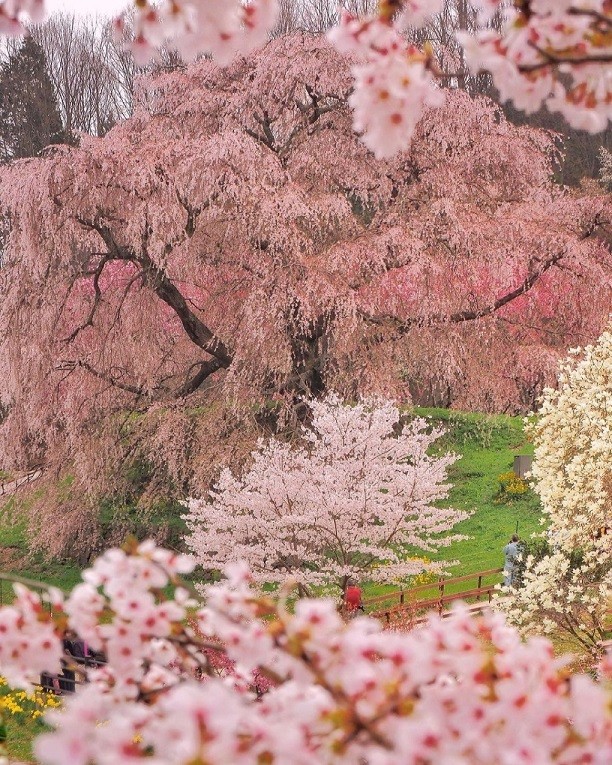 Nhật Bản: Cây hoa anh đào cổ nở rộ đẹp như cổ tích giữa núi rừng