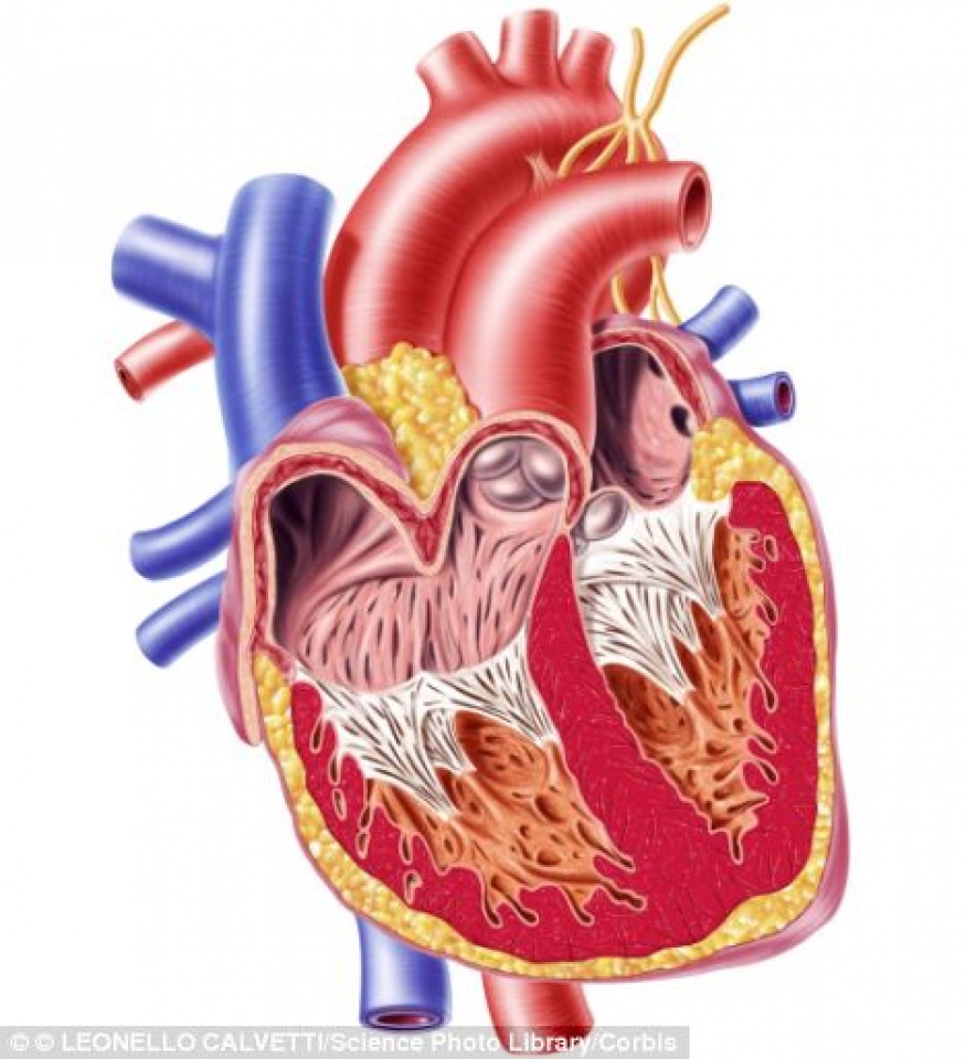 su dung te bao goc dot pha trong dieu tri suy tim