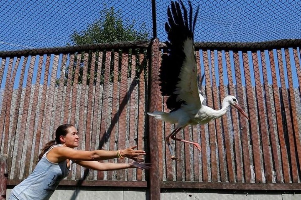 bat ngo ve chi nhan tao giup dong vat khuyet tat di lai