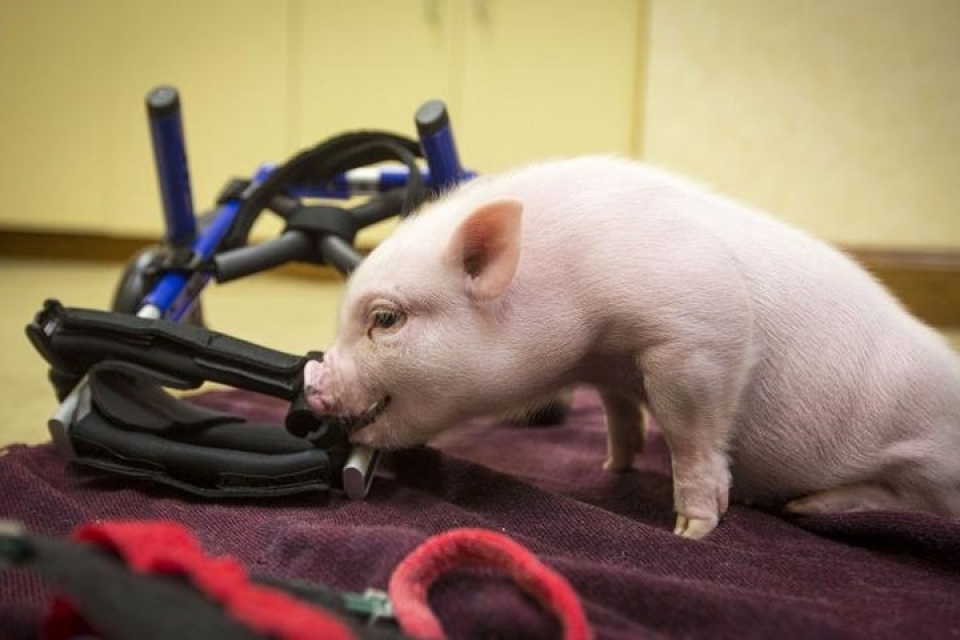 bat ngo ve chi nhan tao giup dong vat khuyet tat di lai