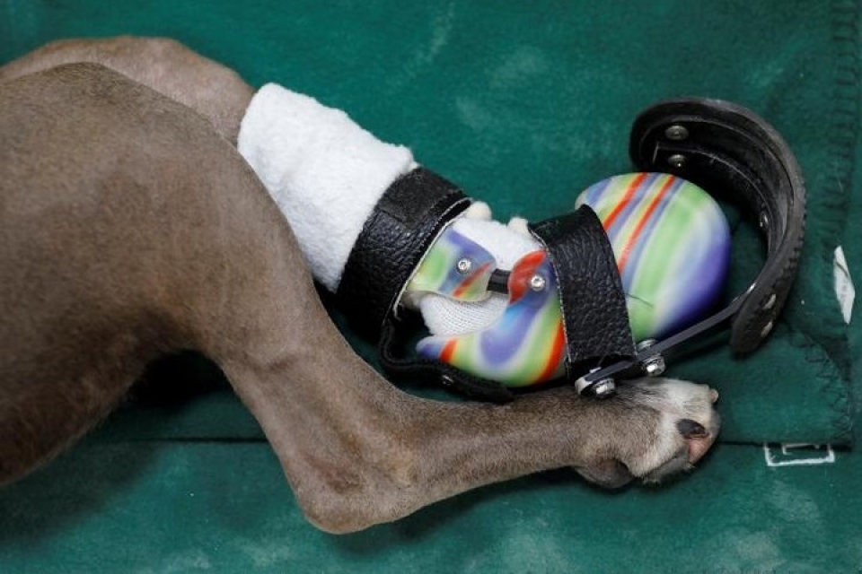 bat ngo ve chi nhan tao giup dong vat khuyet tat di lai