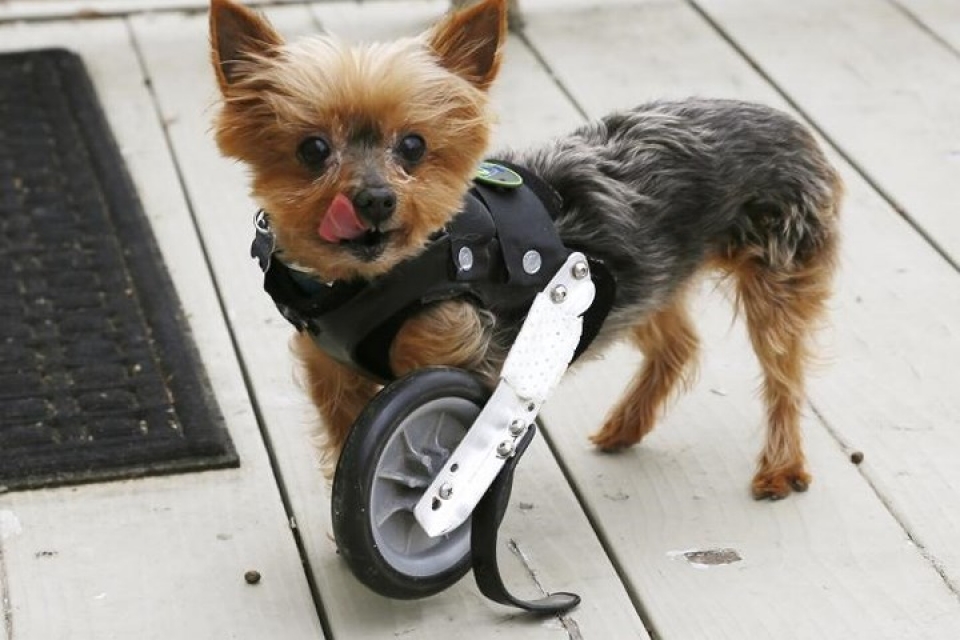 bat ngo ve chi nhan tao giup dong vat khuyet tat di lai