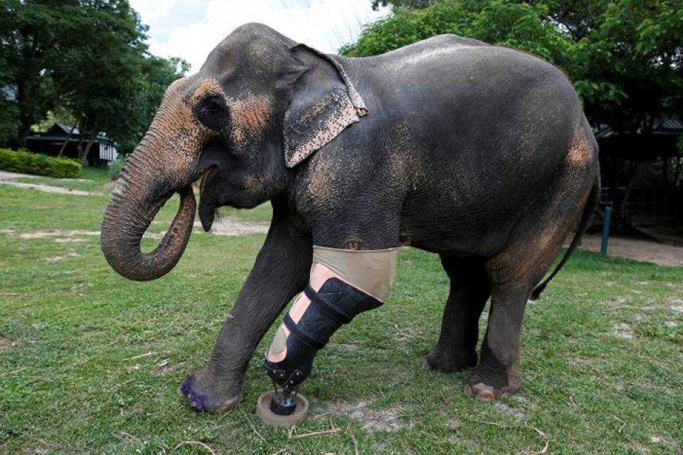 bat ngo ve chi nhan tao giup dong vat khuyet tat di lai