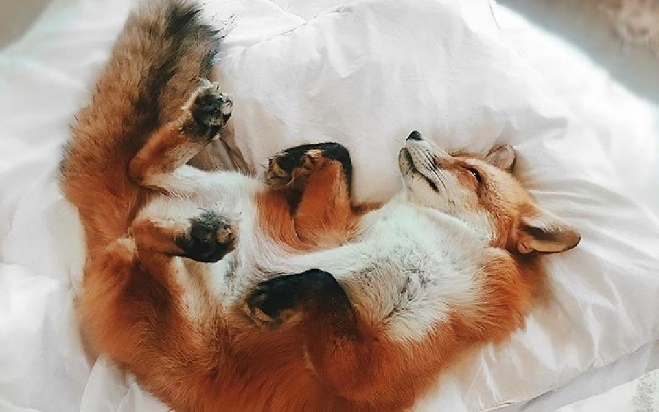 chu cao hanh phuc nhat the gioi co 2 trieu nguoi ham mo