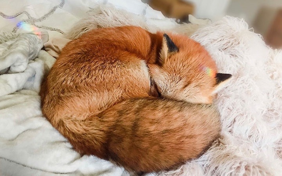 chu cao hanh phuc nhat the gioi co 2 trieu nguoi ham mo