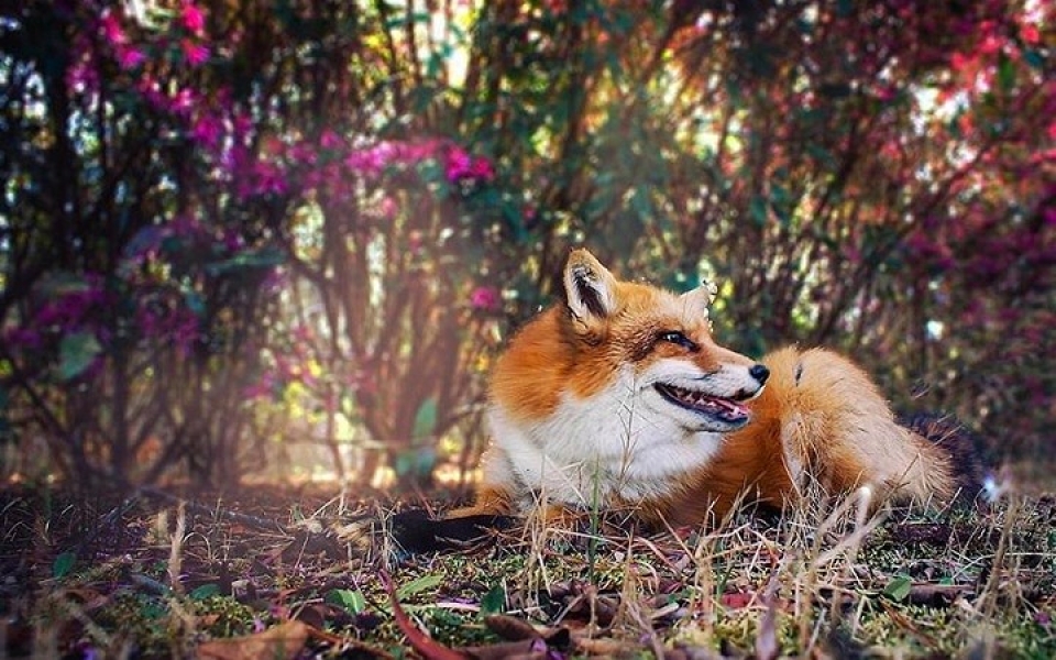 chu cao hanh phuc nhat the gioi co 2 trieu nguoi ham mo