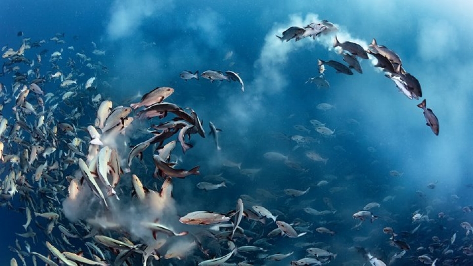 ve dep lung linh ky thu cua cac loai sinh vat duoi nuoc