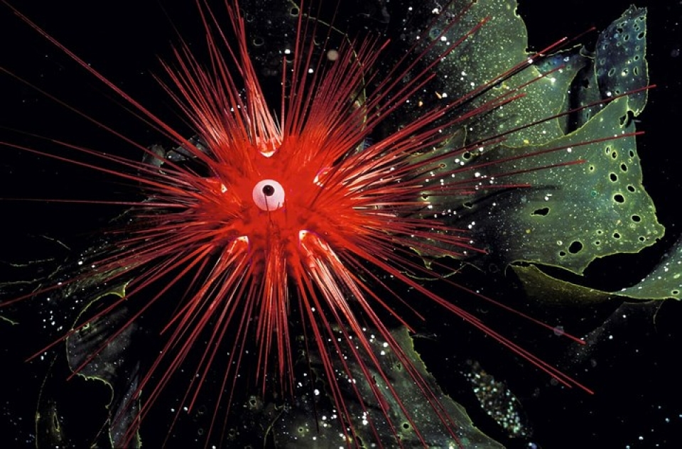 ve dep lung linh ky thu cua cac loai sinh vat duoi nuoc