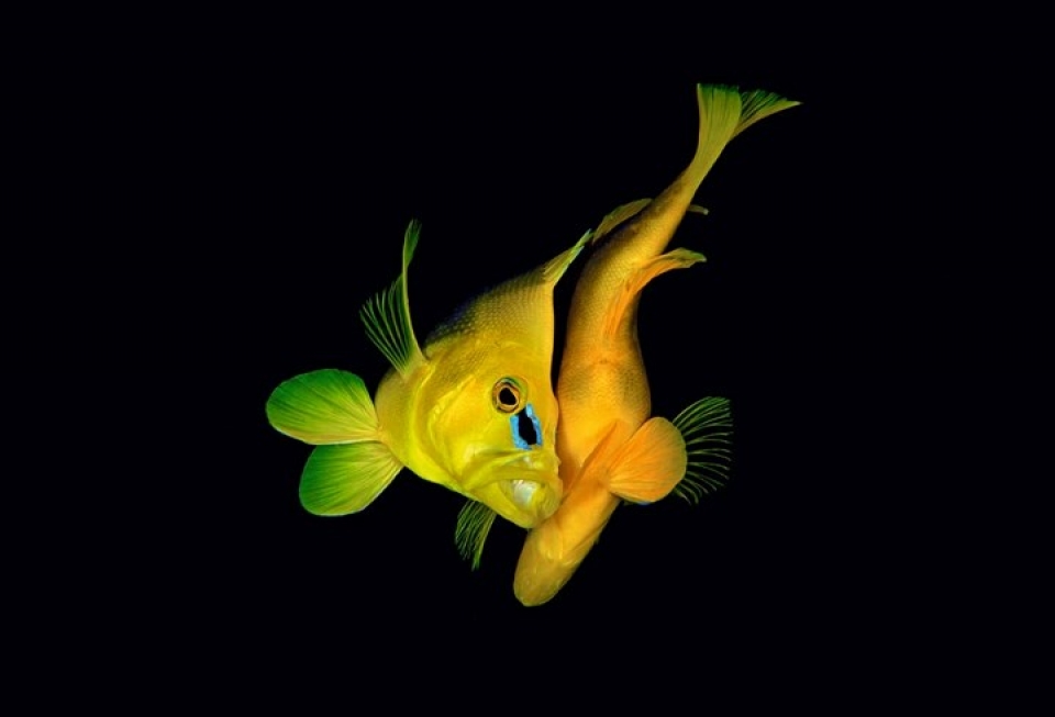 ve dep lung linh ky thu cua cac loai sinh vat duoi nuoc