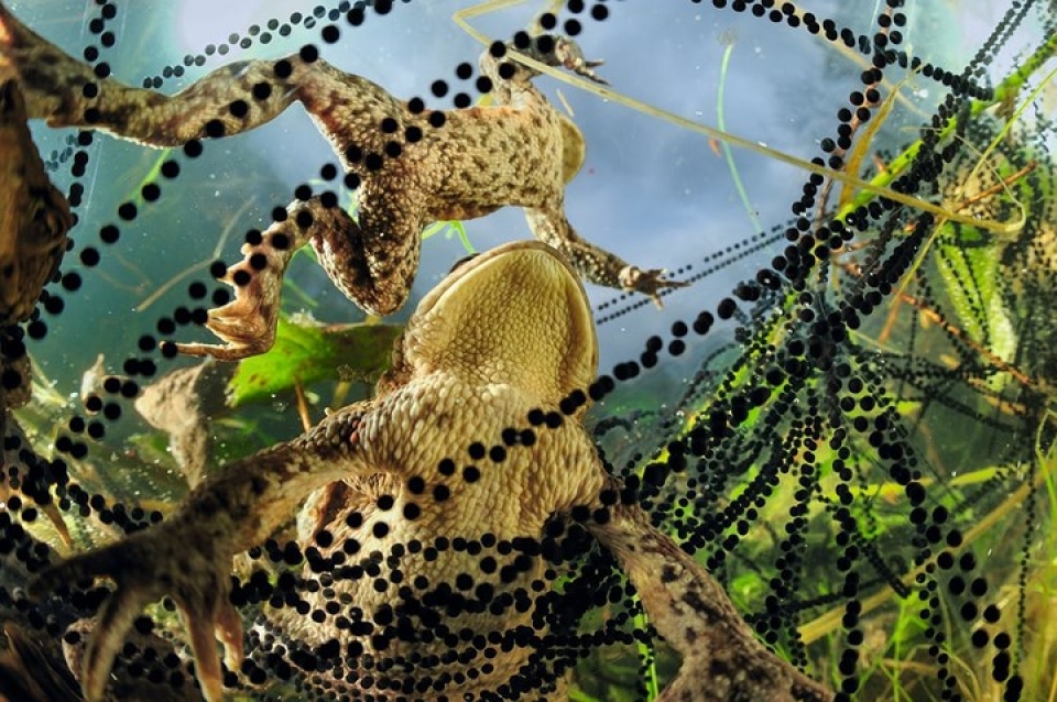 ve dep lung linh ky thu cua cac loai sinh vat duoi nuoc