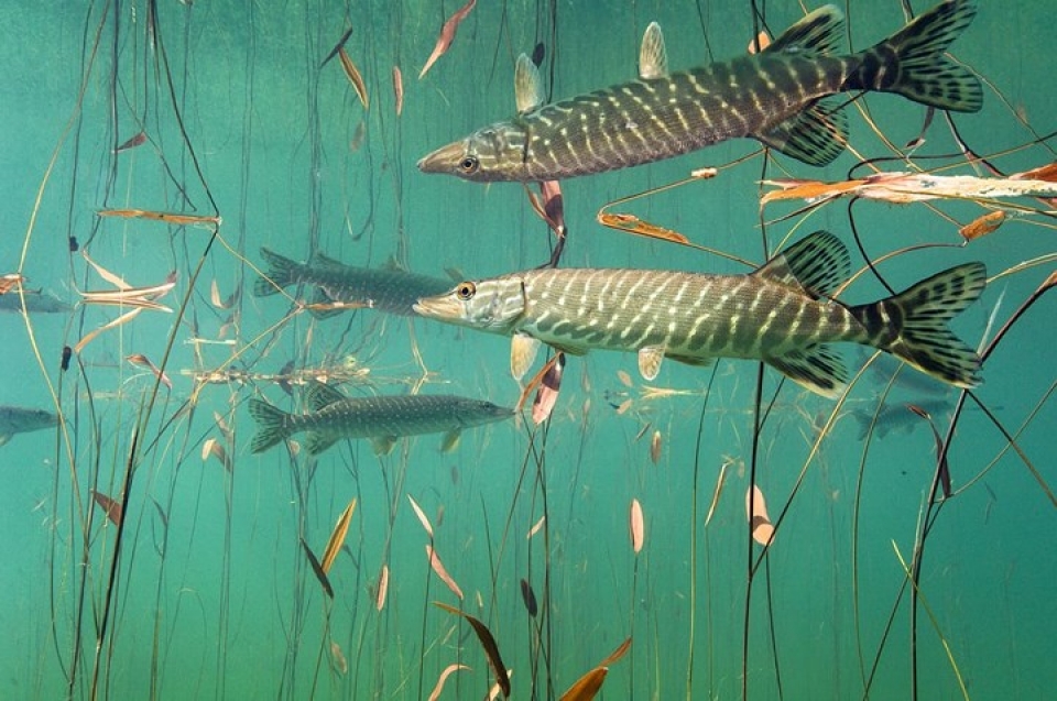 ve dep lung linh ky thu cua cac loai sinh vat duoi nuoc