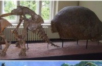 cac nha khoa hoc phat hien ra con chim hoa thach dau tien voi qua trung con nguyen ven