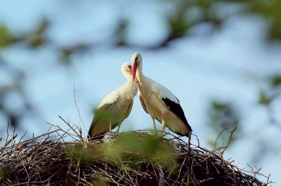 chuyen tinh cua co co khuyet tat khien nhieu trai tim tan chay